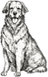 dog-4